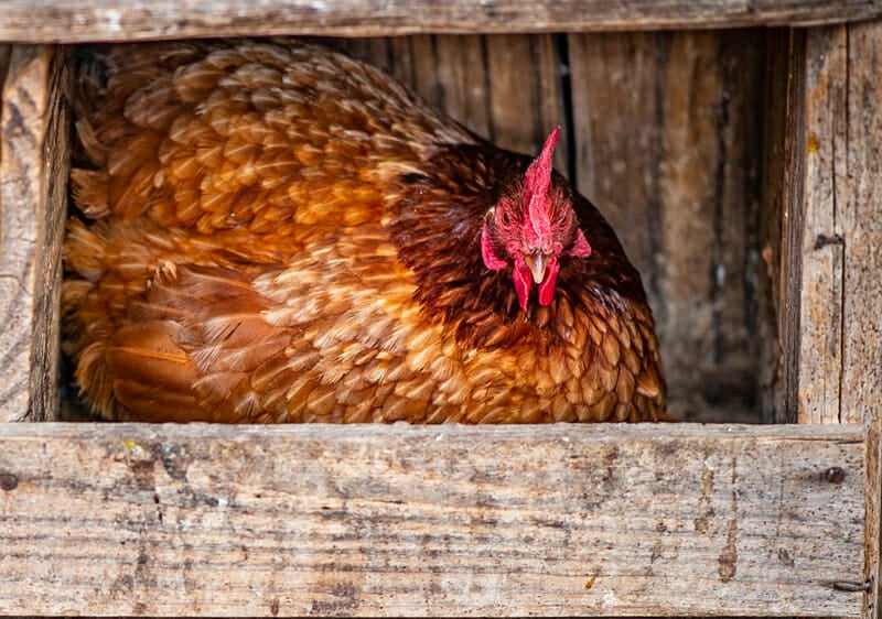 why chickens lay eggs on floor